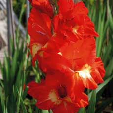 Foto Hunaena