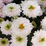 Foto Tiara Salila
