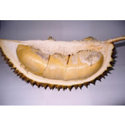 Foto Sijantung Kampar