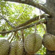 Foto Selat