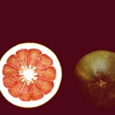 Foto Taliwang Merah