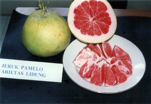 Foto Lidung