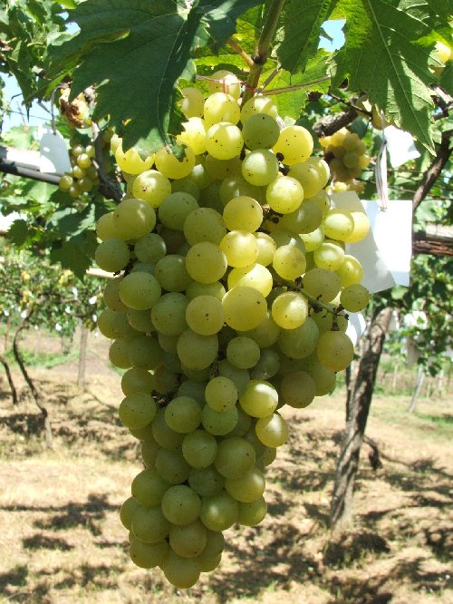 Foto Jestro Ag86