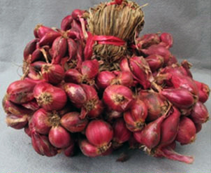 Foto Violetta 1 Agrihorti