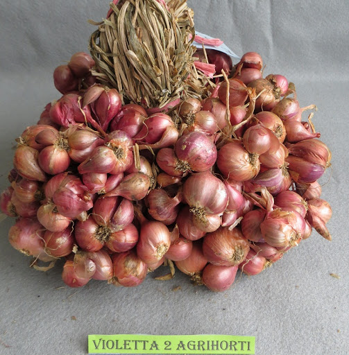 Foto Violetta 2 Agrihorti
