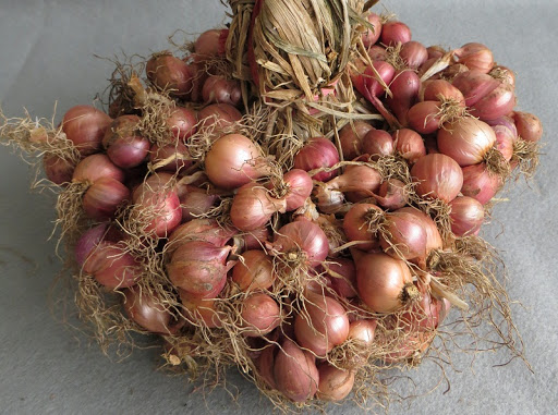 Foto Violetta 3 Agrihorti