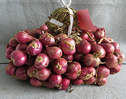 Foto Ambassador 1 Agrihorti