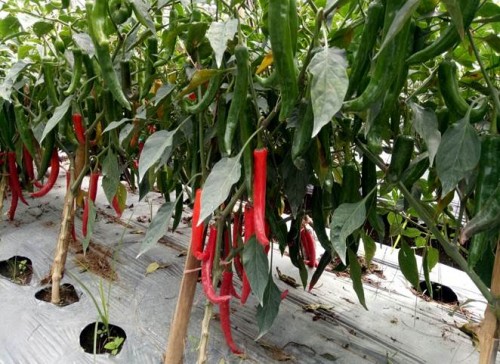 Foto Inata Agrihorti