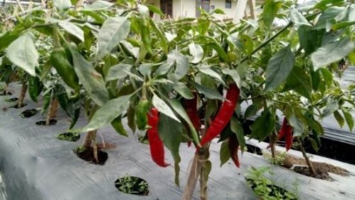 Foto tetua Hibrida Betina Inat
