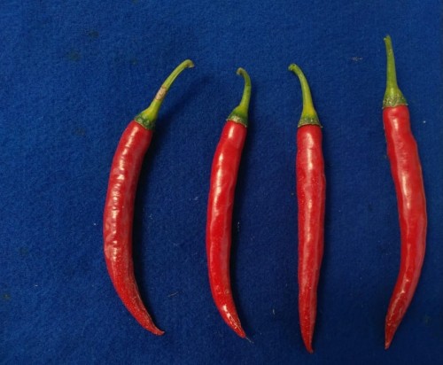 Foto Carvi Agrihorti