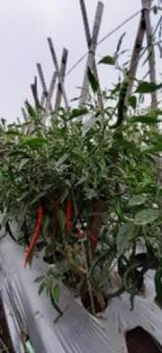 Foto Pancanaka Agrihorti