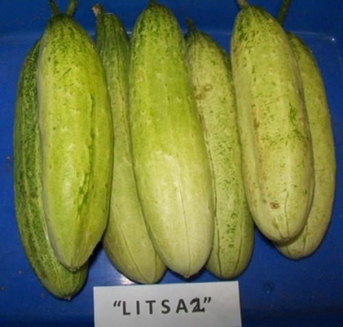 Foto Litsa 2