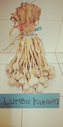 Foto Lumbu Kuning