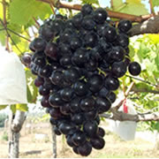 Foto Jestro Ag60