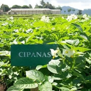 Foto Cipanas