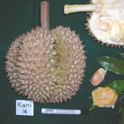 Foto Kani