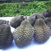 Foto Namlung Petaling 06