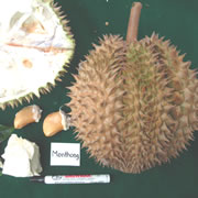Foto Otong