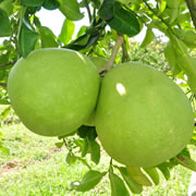 Foto Magetan