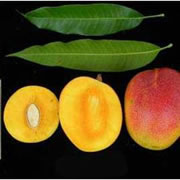 Foto Garifta Orange