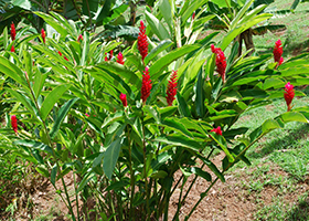 Foto Alpinia