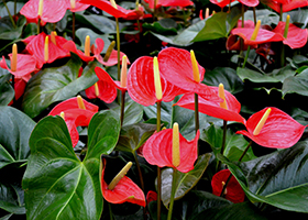 Foto Anthurium