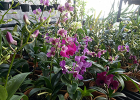 Foto Anggrek Dendrobium