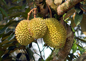 Foto Durian
