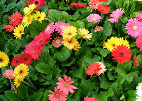 Foto Gerbera