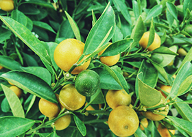 Foto Jeruk Lemon
