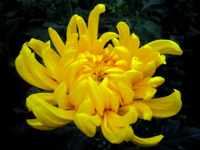 Foto Kulo (Lokon Kuning)