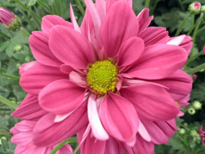 Foto Violetana