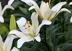 Foto Lili