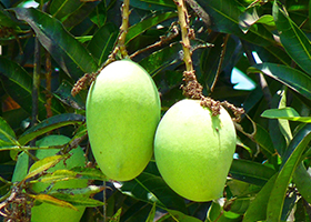 Foto Mangga