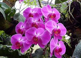 Foto Anggrek Phalaenopsis