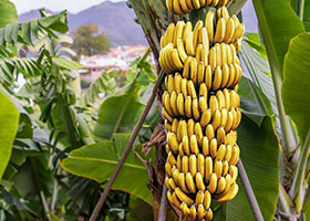 Foto Pisang