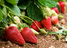 Foto Strawberry