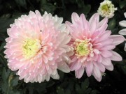 Foto Pinka Pinky