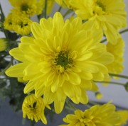Foto Arundaya