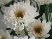 Foto Awanis