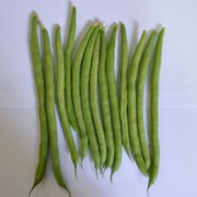 Foto Horti-1