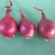 Foto TSS Agrihort 2
