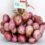 Foto TSS Agrihort 1