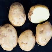 Foto Kikondo