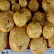 Foto Tenggo