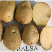 Foto Balsa