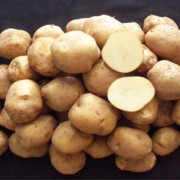 Foto AR 08 Agrihorti