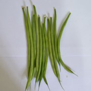 Foto Balitsa 2