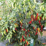 Foto Prima Agrihorti