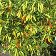 Foto Rabani Agrihorti